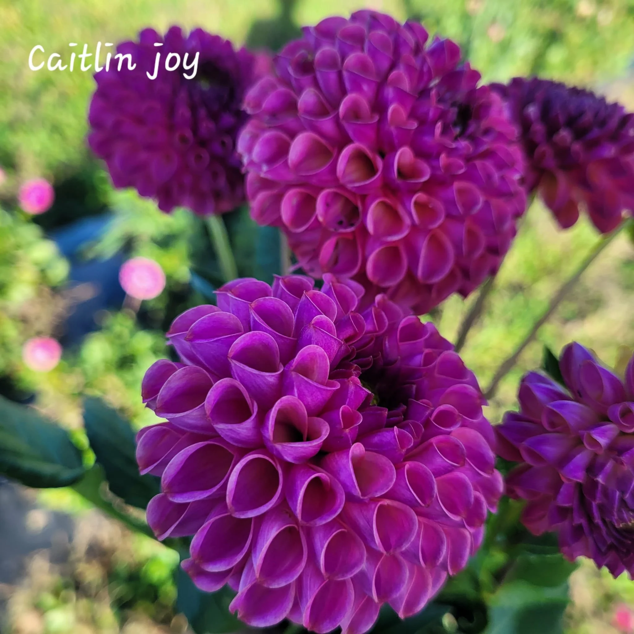 Caitlin's Joy Dahlia.jpg