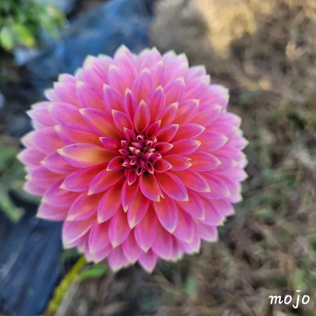 Bloomquist Mojo Dahlia