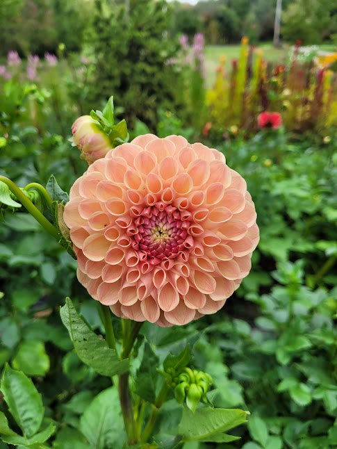 Clearview Peachy Dahlia 2.jpg