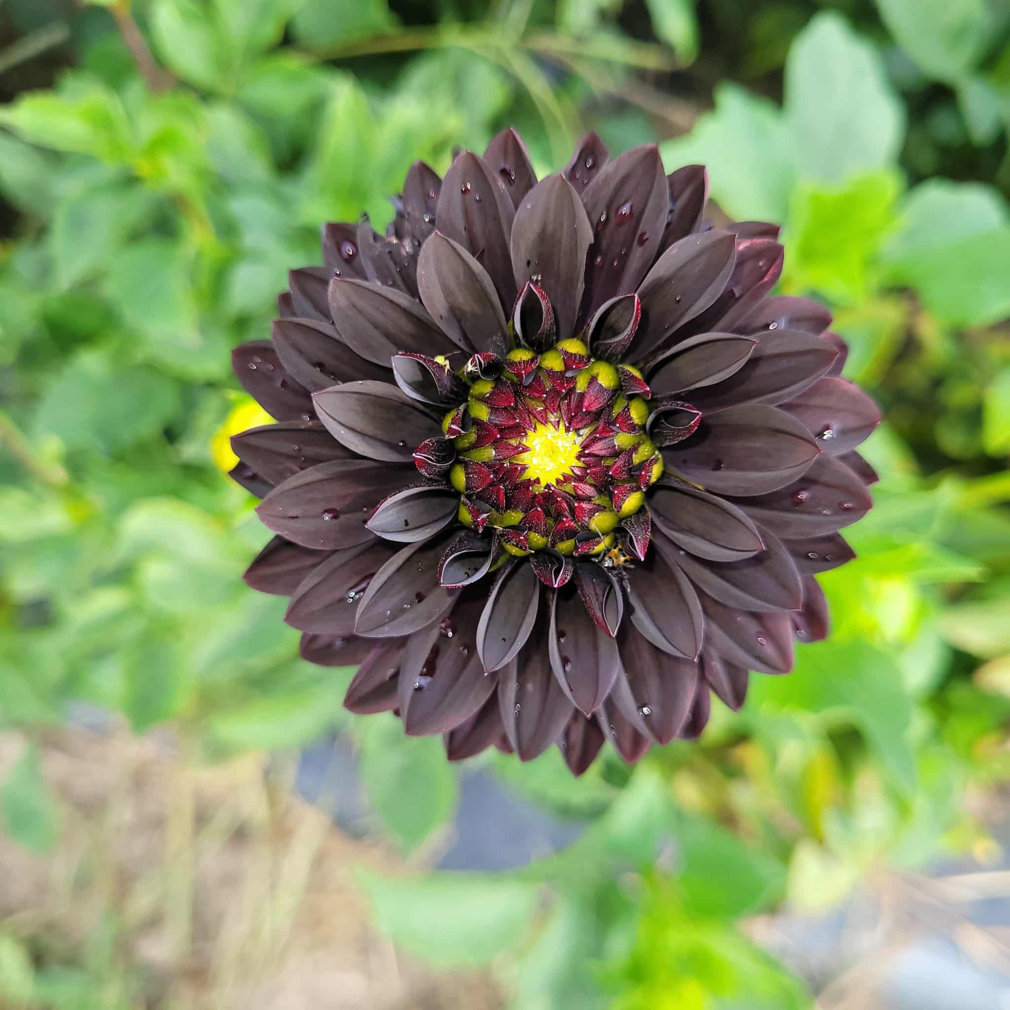 Czarny Charakter Dahlia