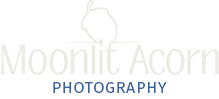 Moonlit Acorn Photography