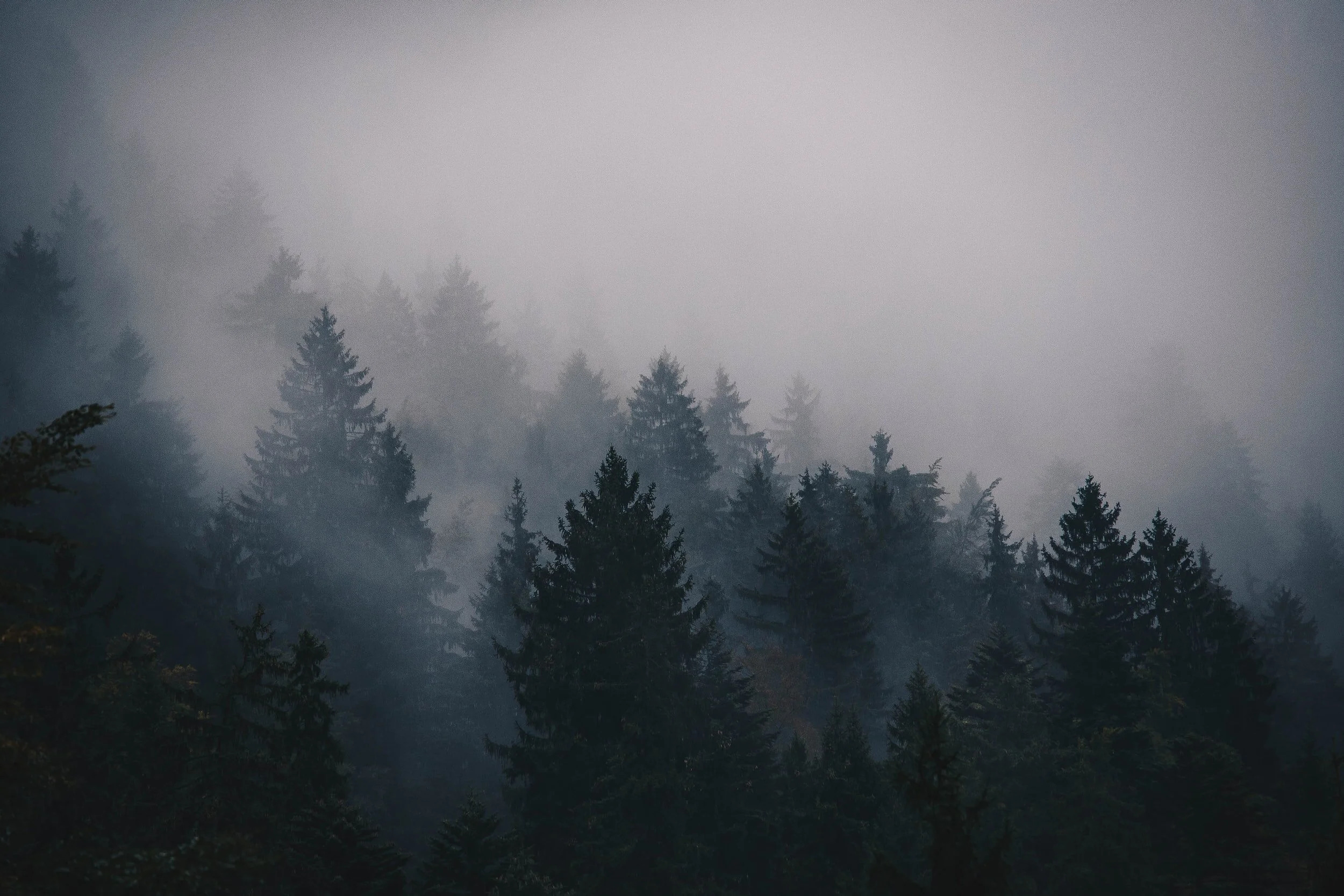 Dense forest of pine trees shrouded in fog, with misty atmosphere and layered silhouettes of trees representing company forest.