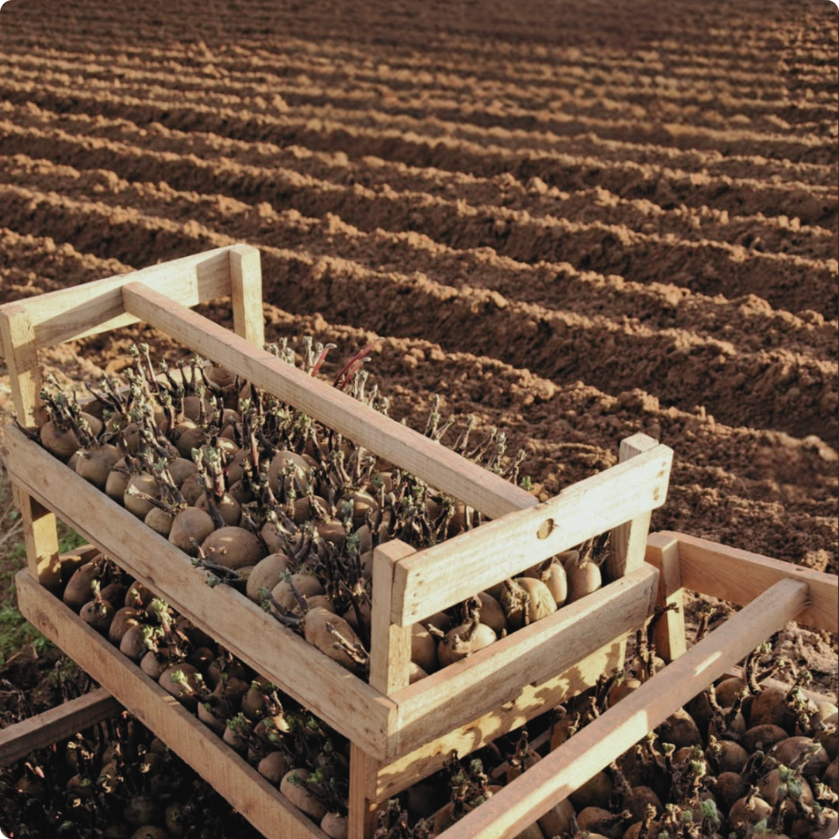 Bold Green Strategies Embark on a New Partnership with United Fresh.