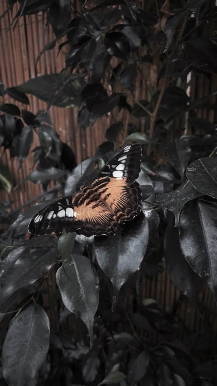 Butterfly on a leaf representing metamorphosis and transformation in sustainability journey as outcomes are codified in reporting.