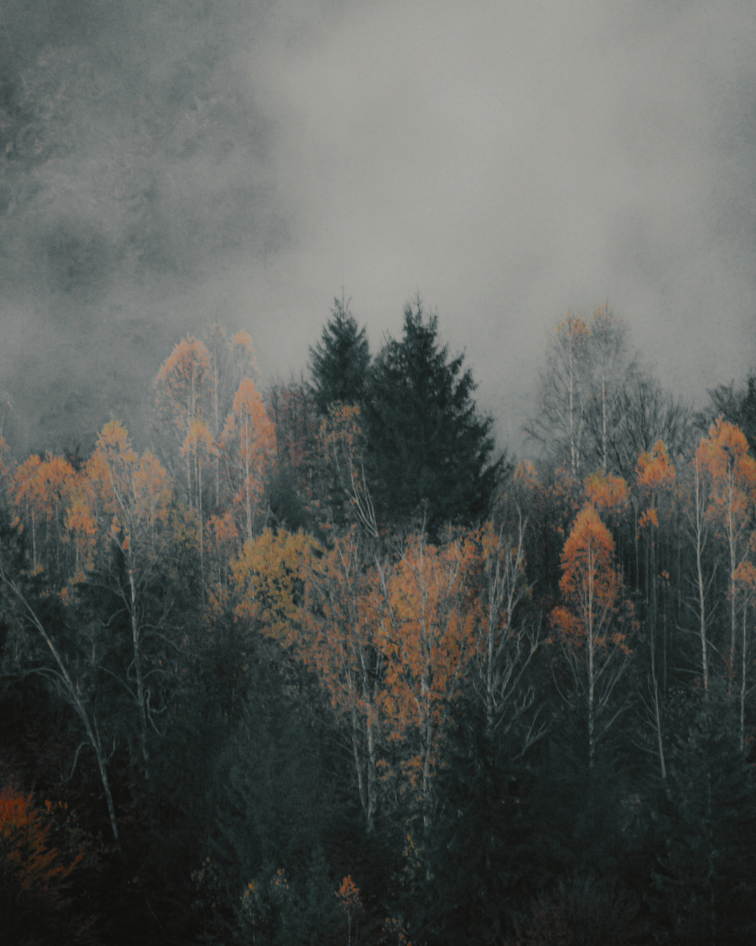 Misty forest representing Net Zero.