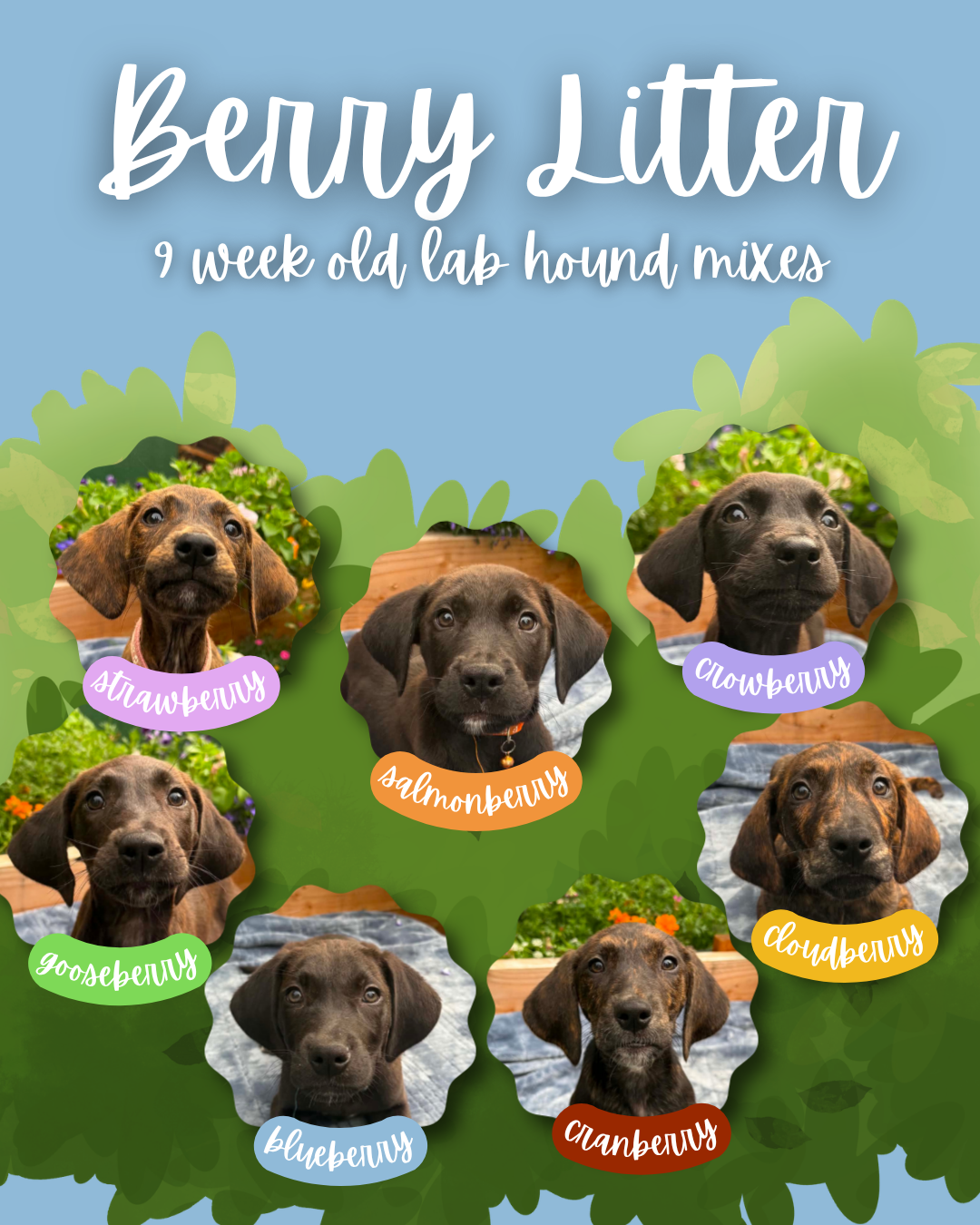 litter (3).png