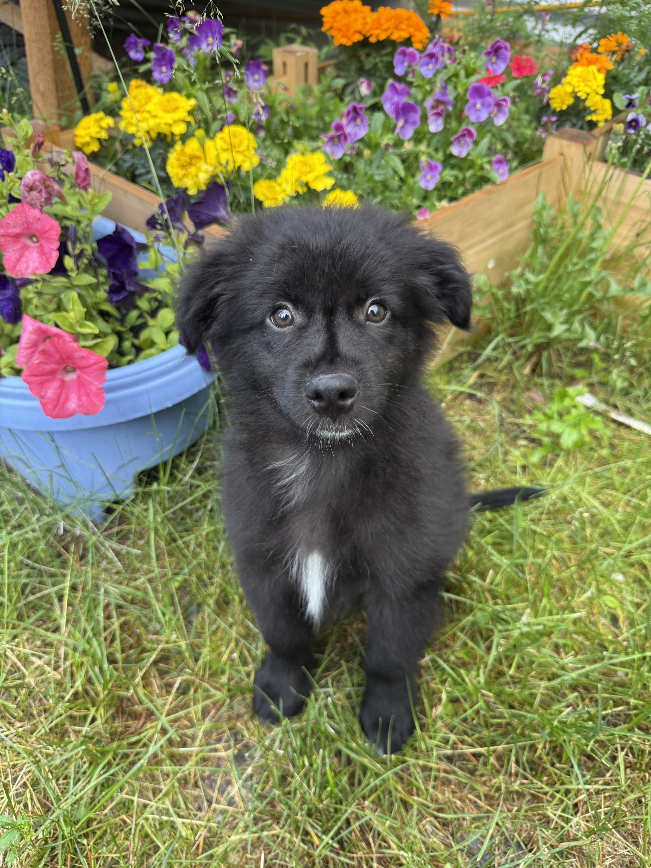 Meet Rudy!