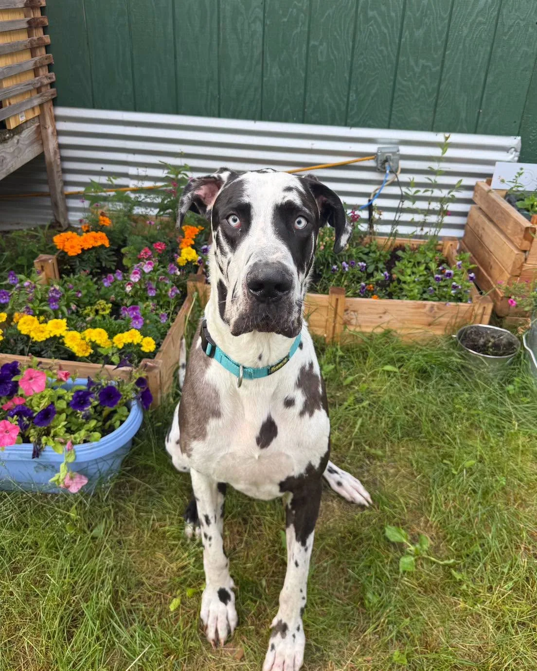 Surgery Fund Request