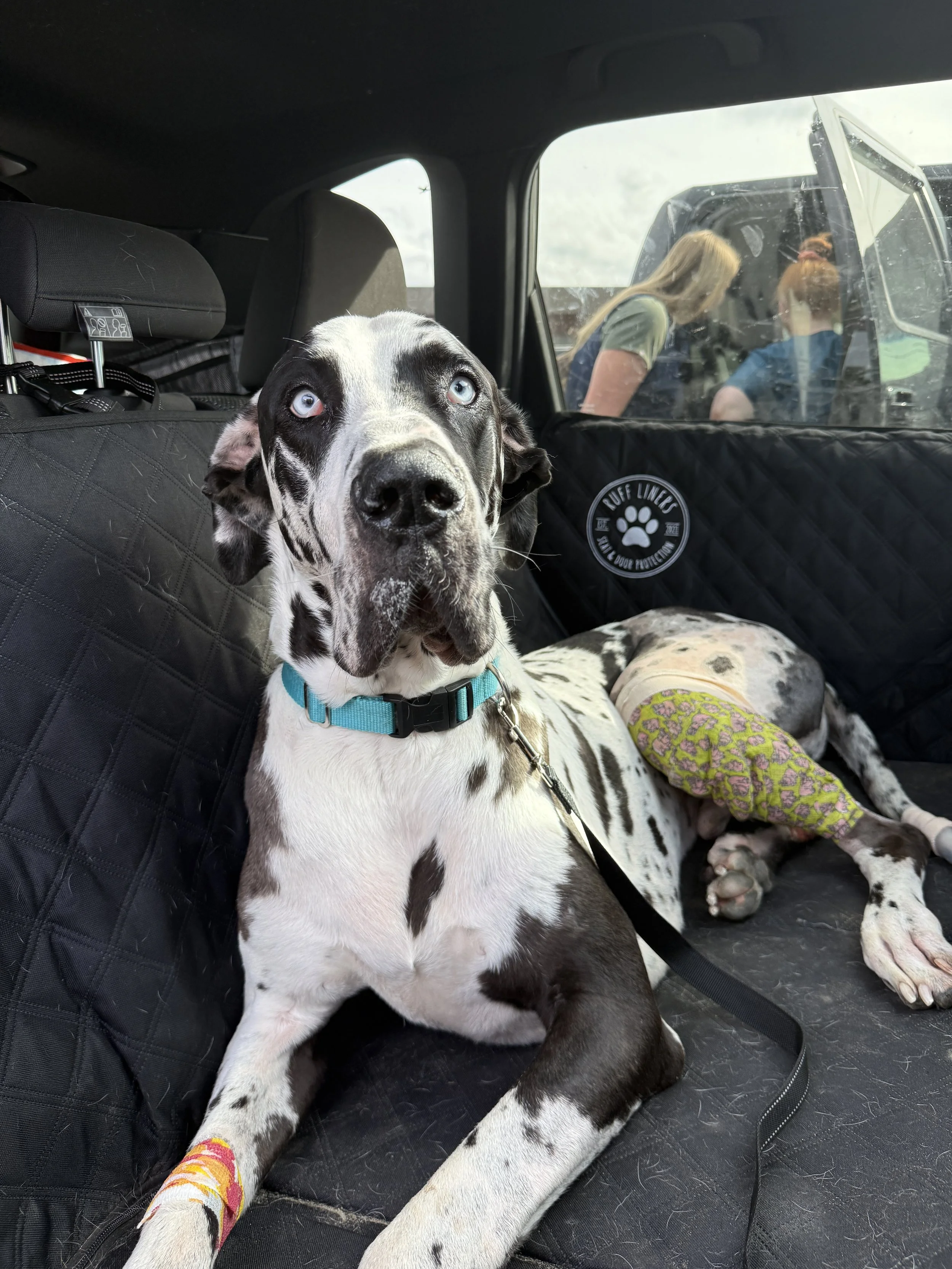 Dane-iel Update <3