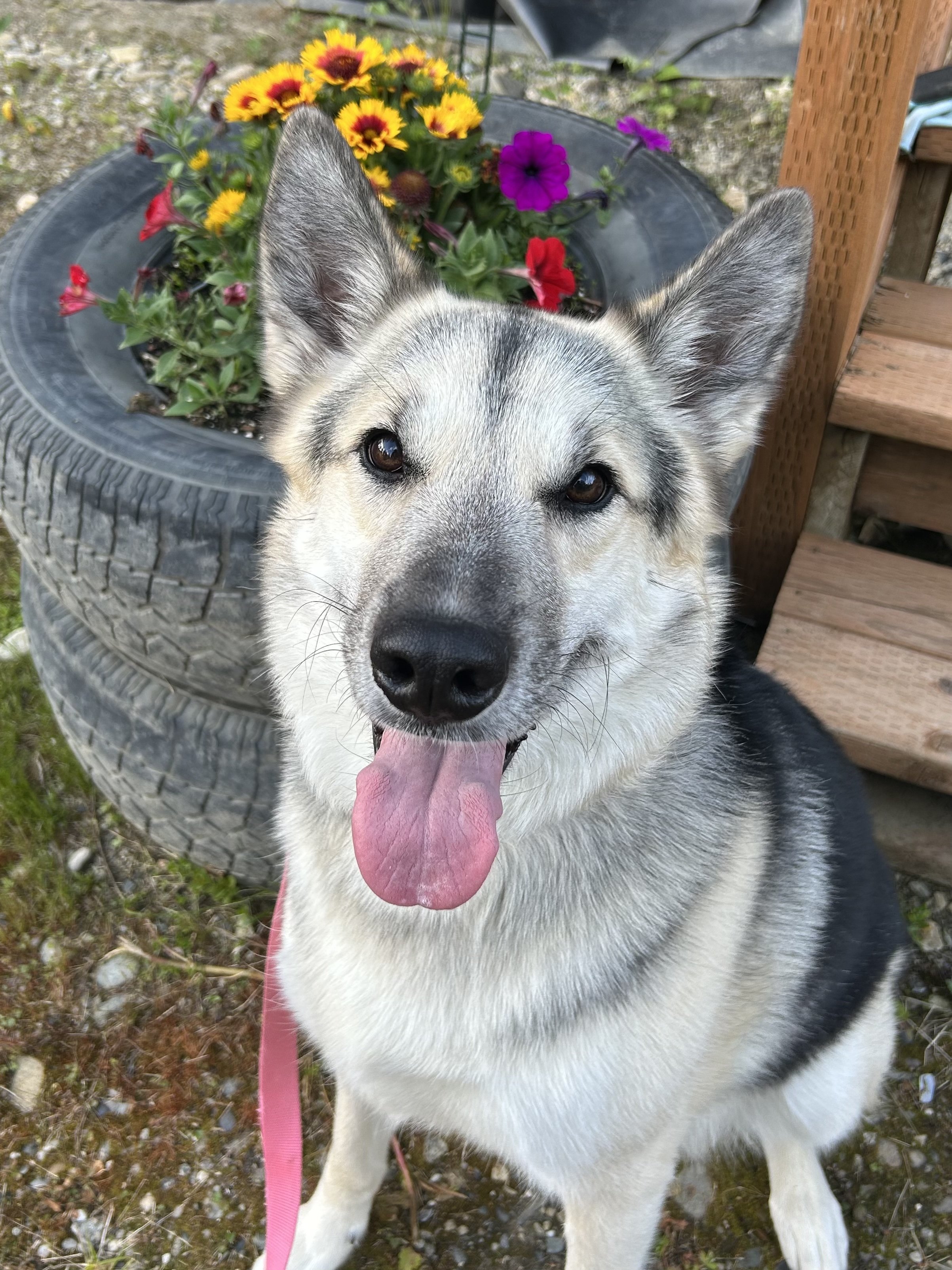 Saylor is still looking for a home!