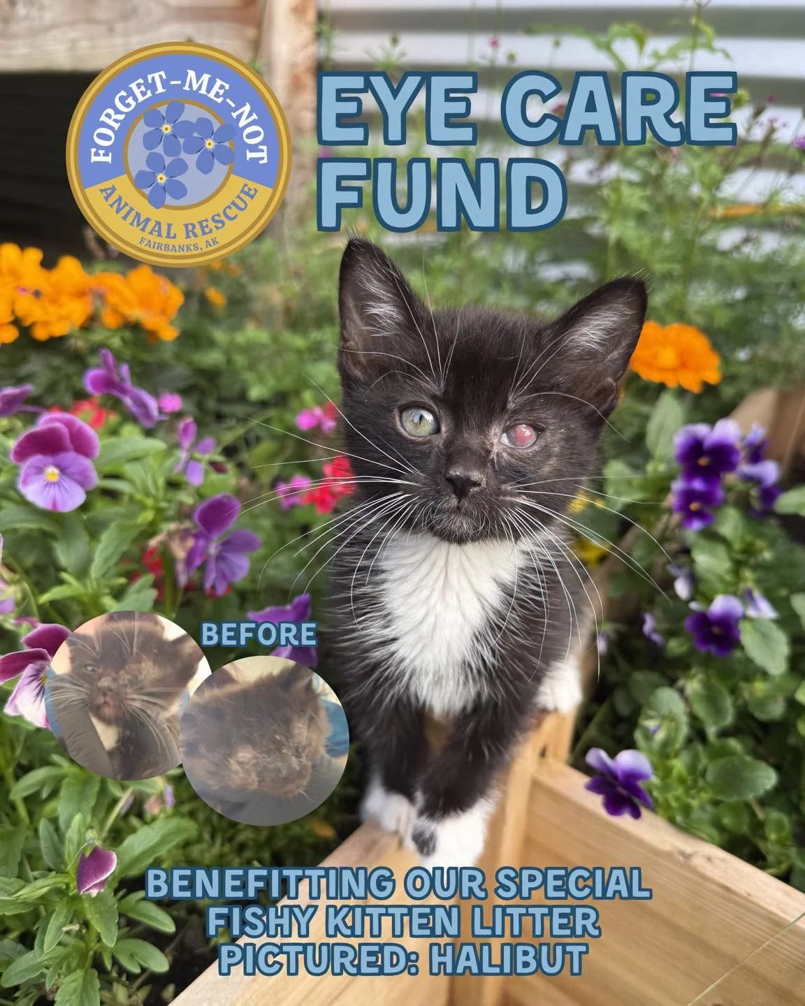 Eye Care Fund for Fishy Kittens!