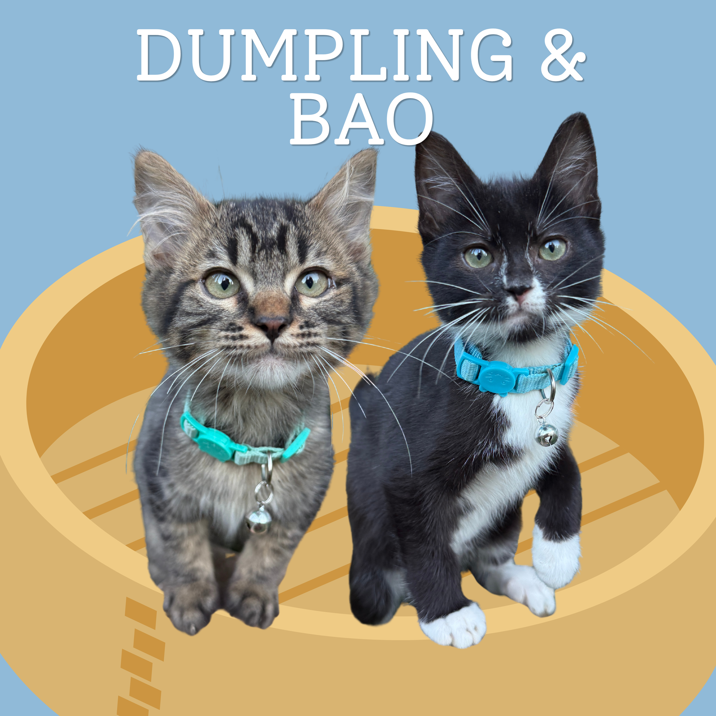 Meet Dumpling &amp; Bao!