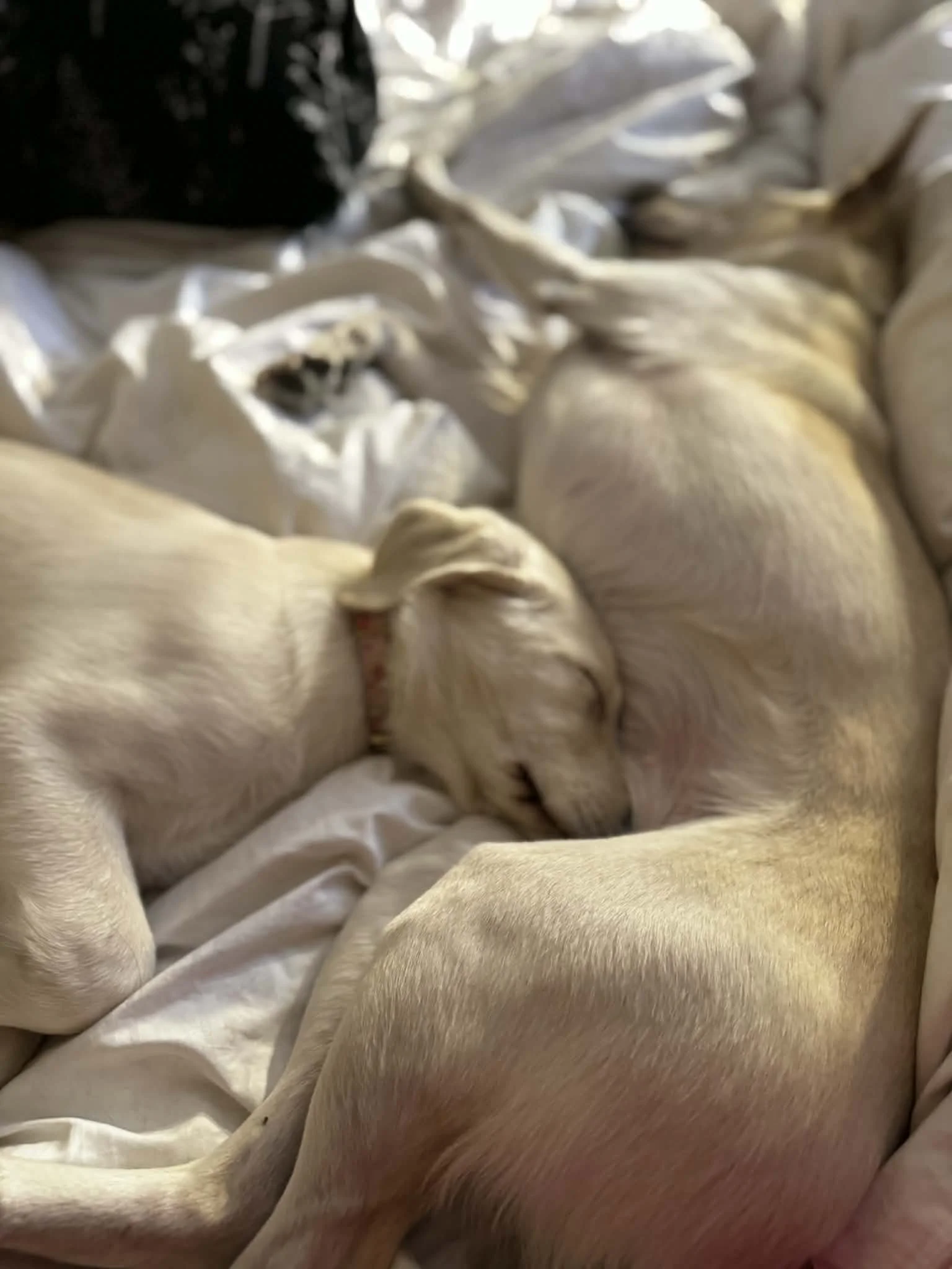 1896fa9c-defc-46f4-86d1-a71755838cc3.jfif