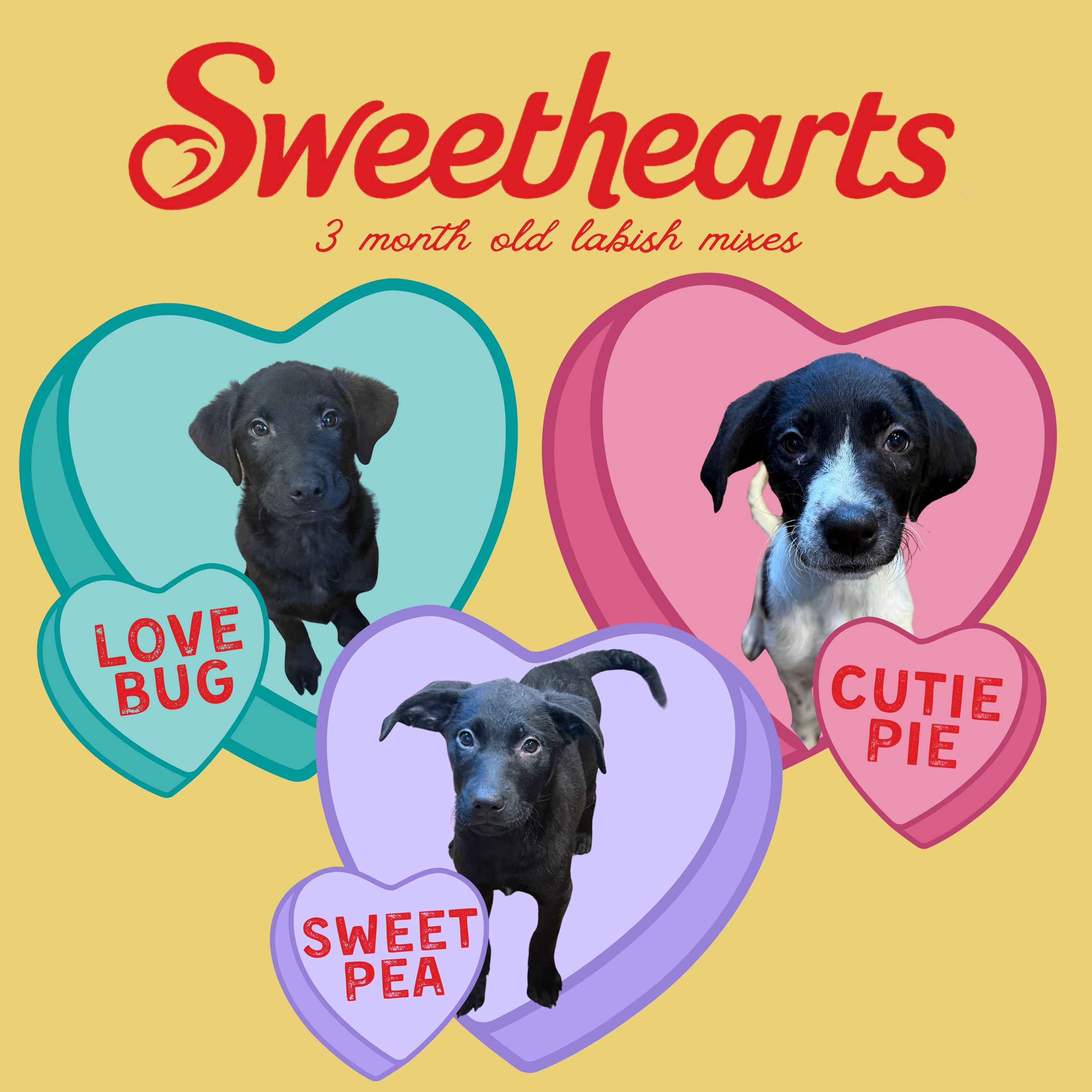 3 month old labish mixes.png