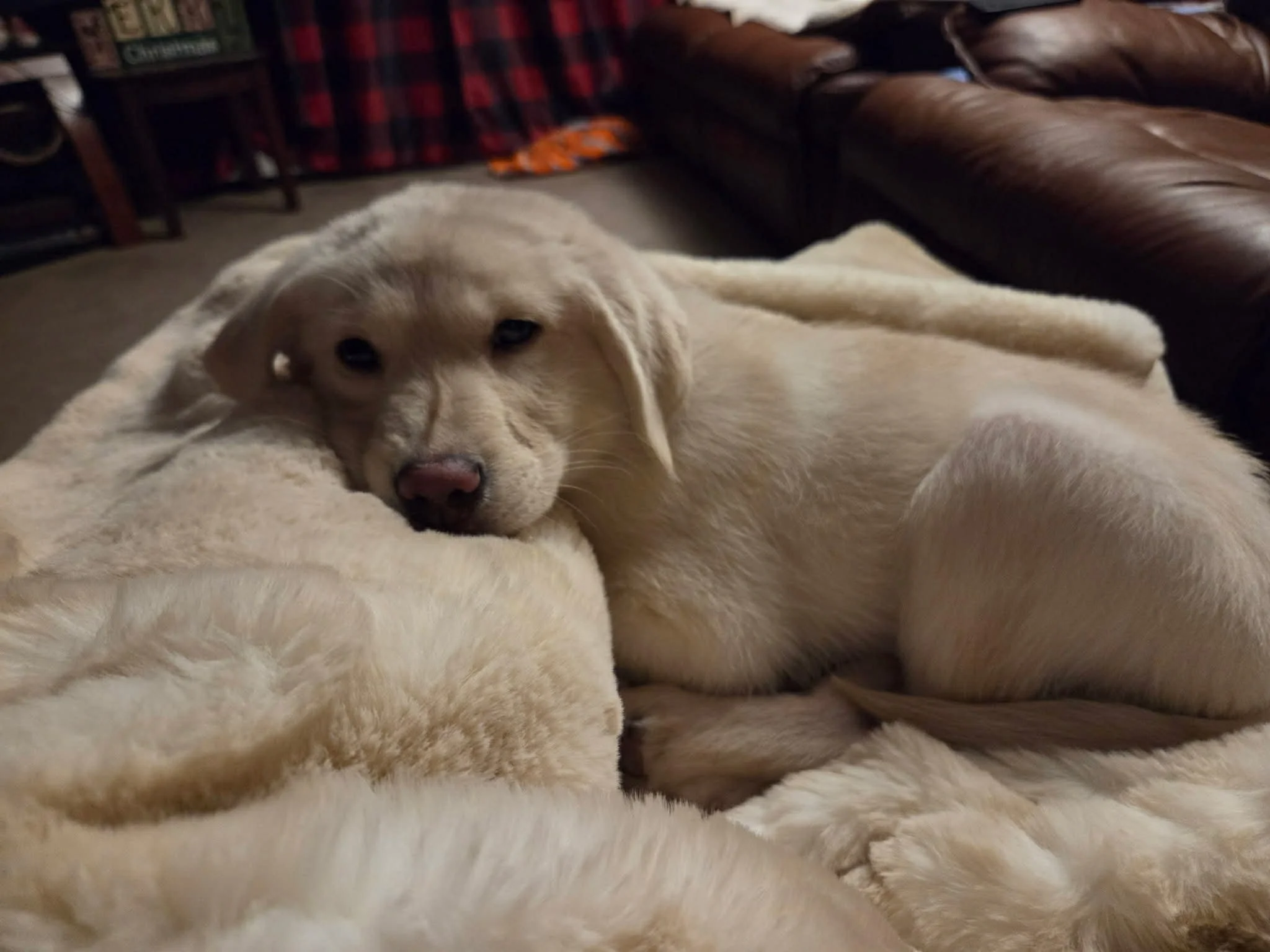 77c0304f-e731-4d75-bfb5-ec474c81b455.jfif