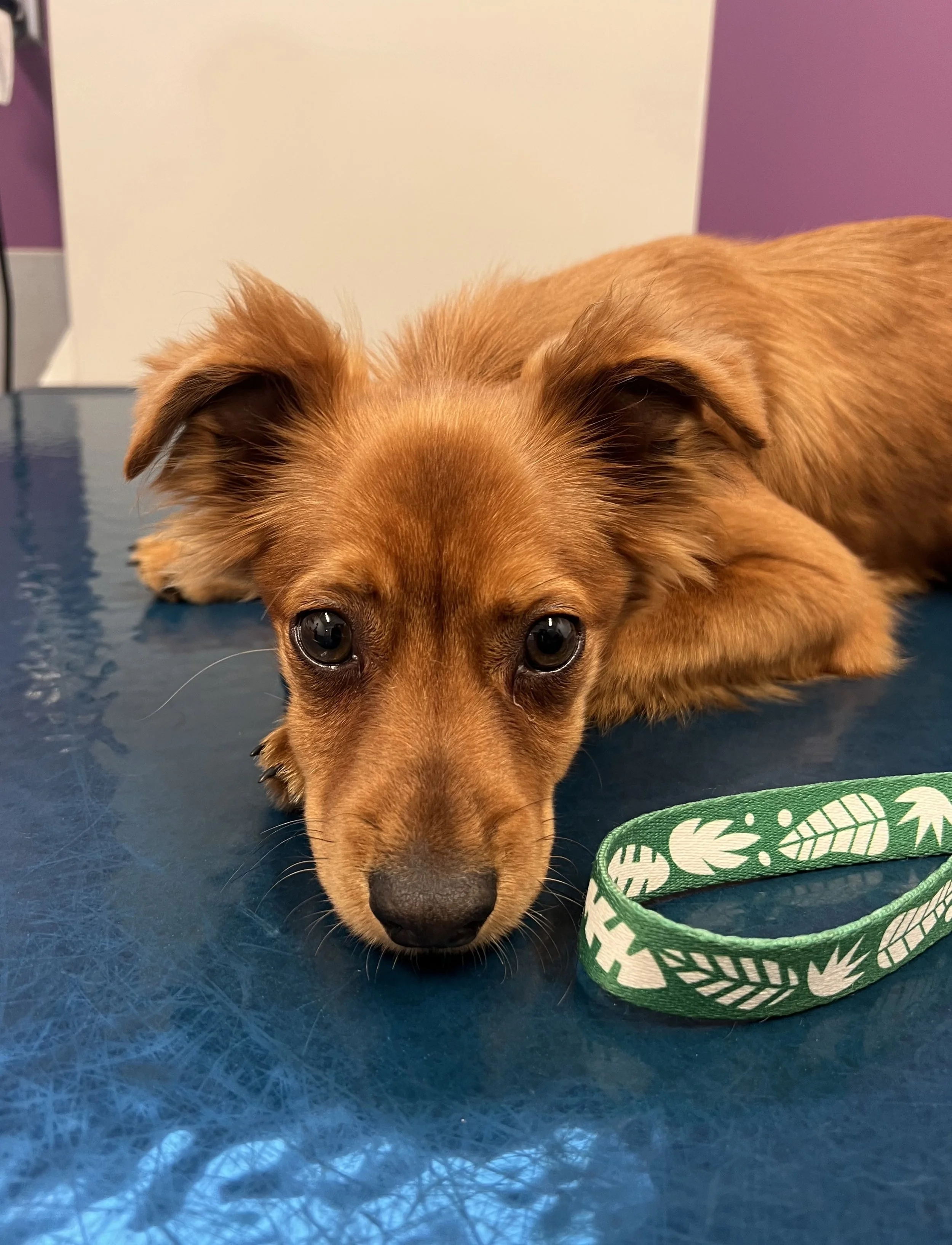 IMG_9579 5.28.15 PM.jpeg