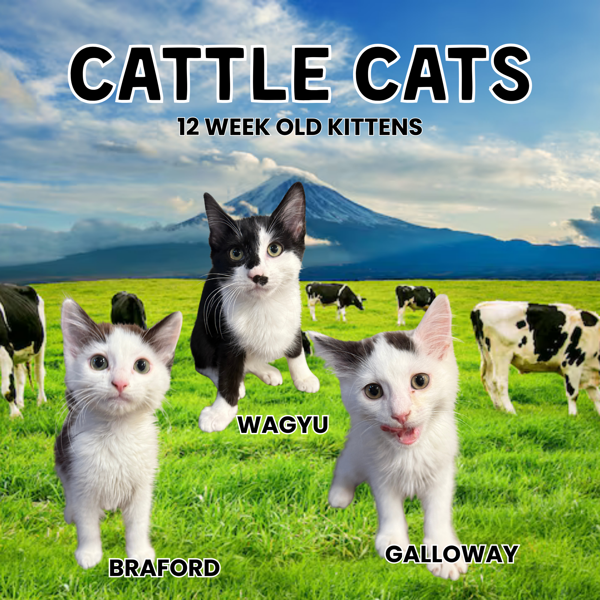bovine kittens.png