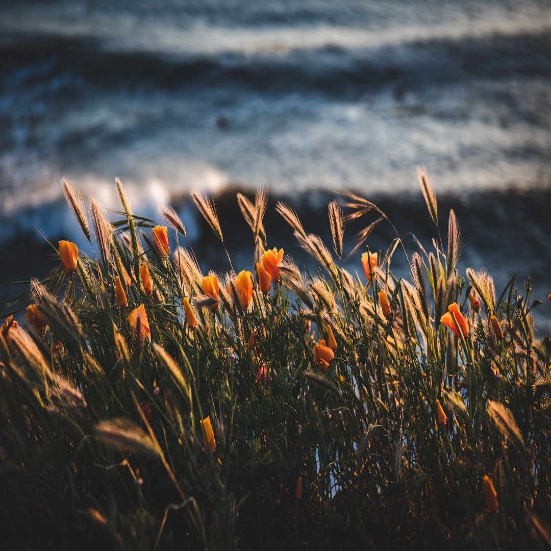 Wildflowers, yellow and orange, growing near the shoreline with ocean waves in the background