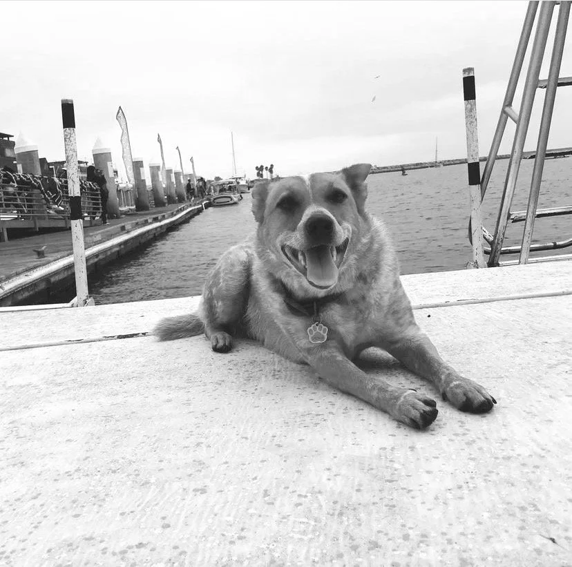 A happy dog lying on a dock near the water with boats and a pier in the background, in black and white.