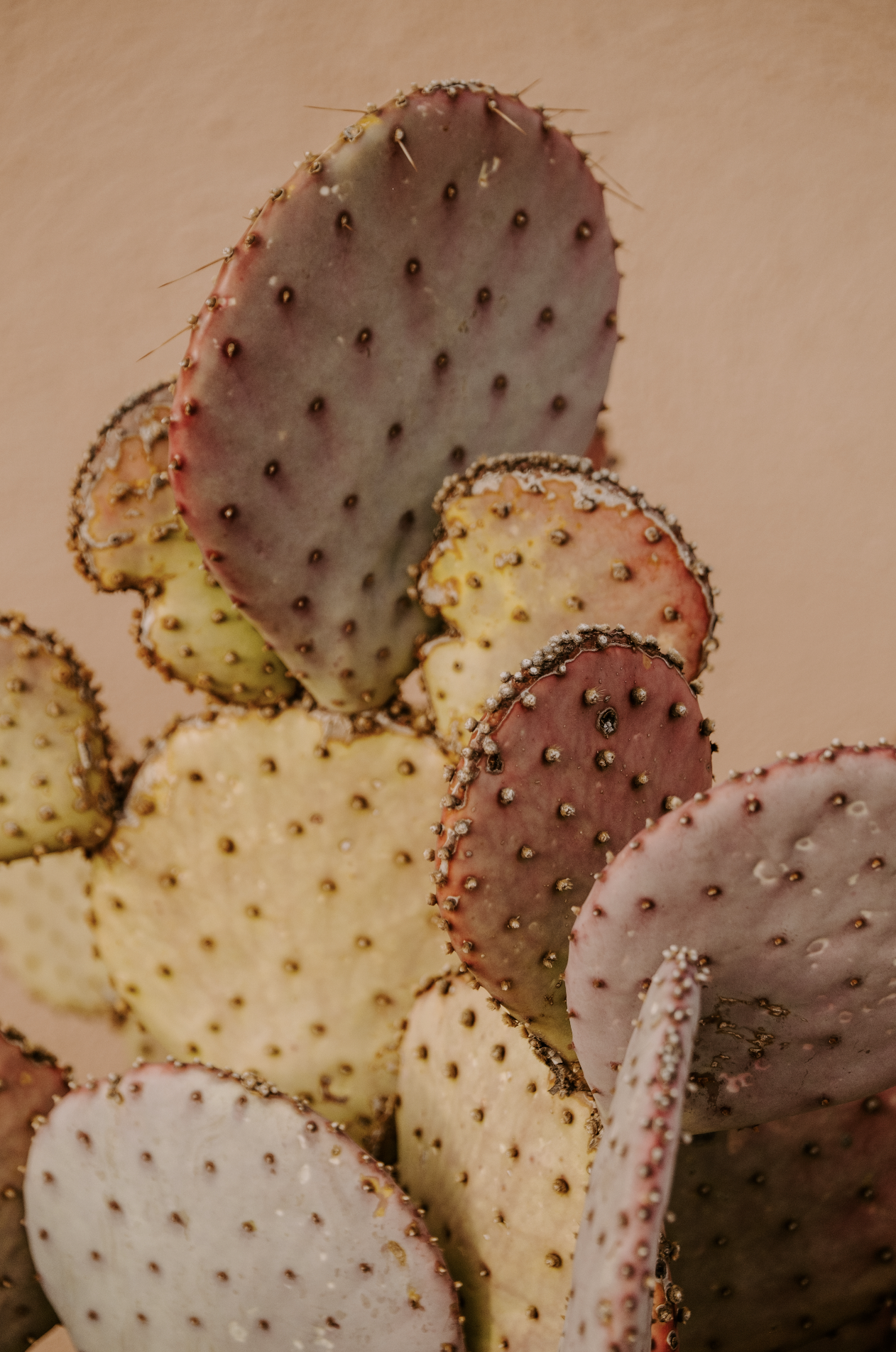 Screenshot 2026-02-25 at 9.59.40 AM.png