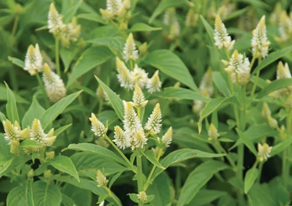 Screenshot 2023-04-06 at 9.28.12 PM.jpg