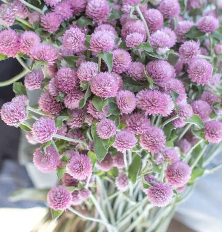 Screenshot 2023-04-06 at 1.43.37 PM.jpg