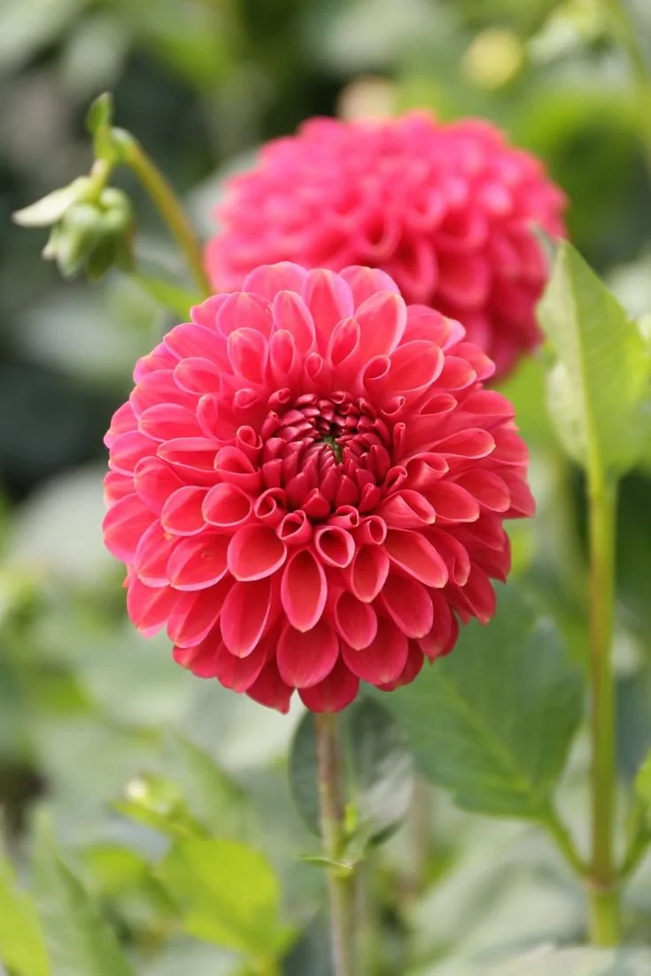 Zunder Mystery Fox.jpeg