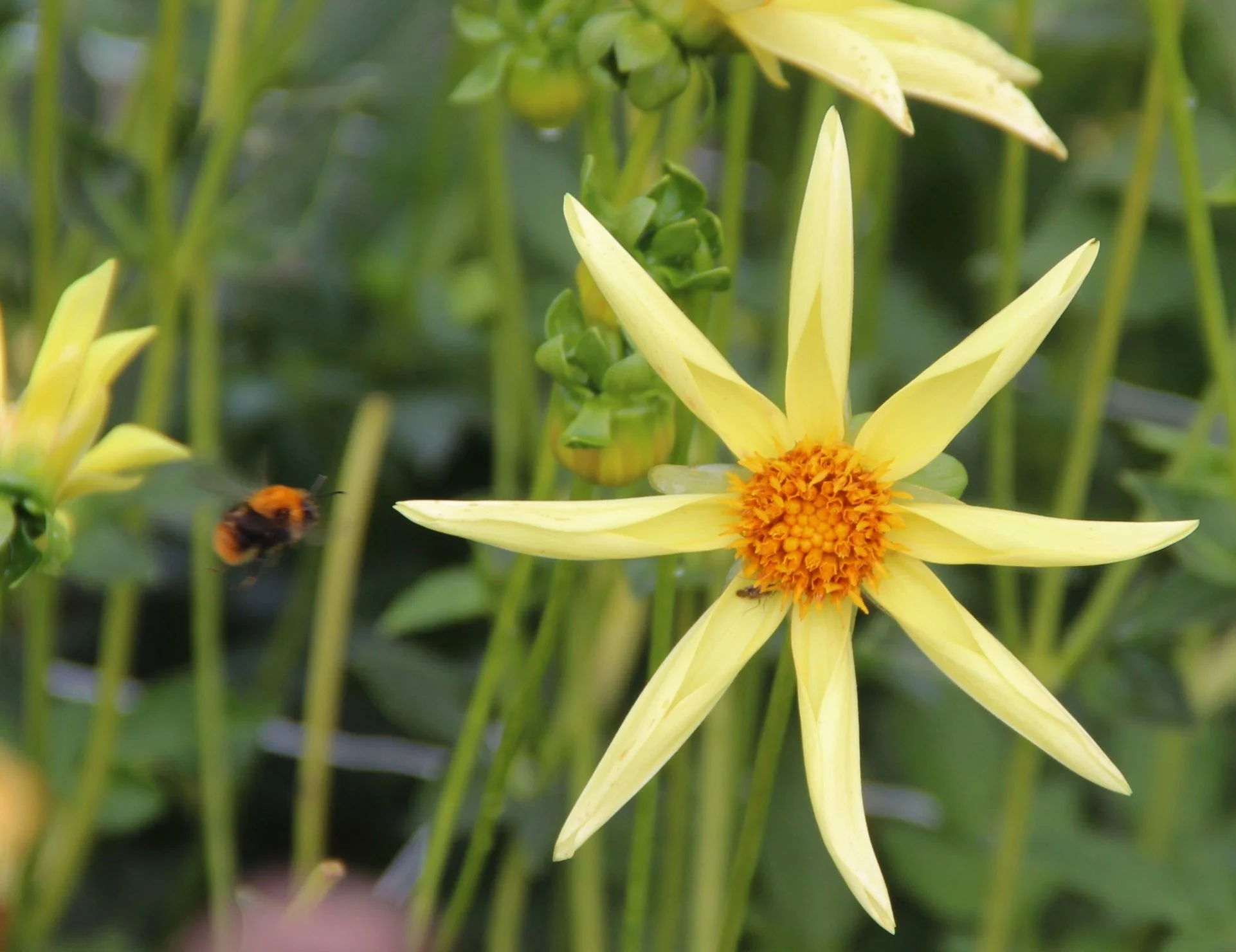 Dahlia-Honka-5357-scaled.jpg
