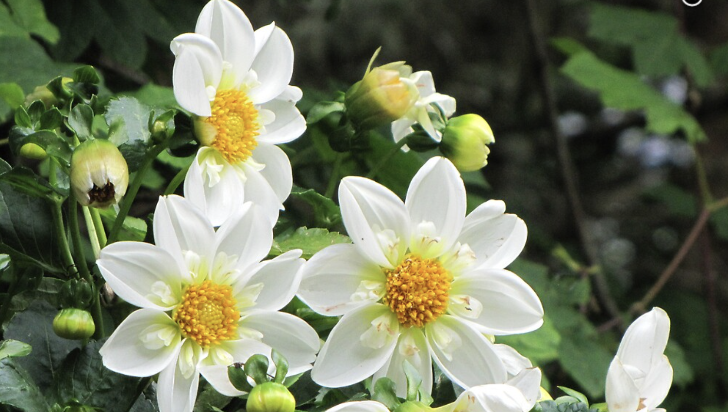 Screenshot 2023-04-06 at 8.52.52 PM.png