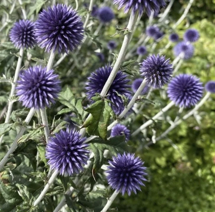 echinops-ritro-veitchs-blue.jpg