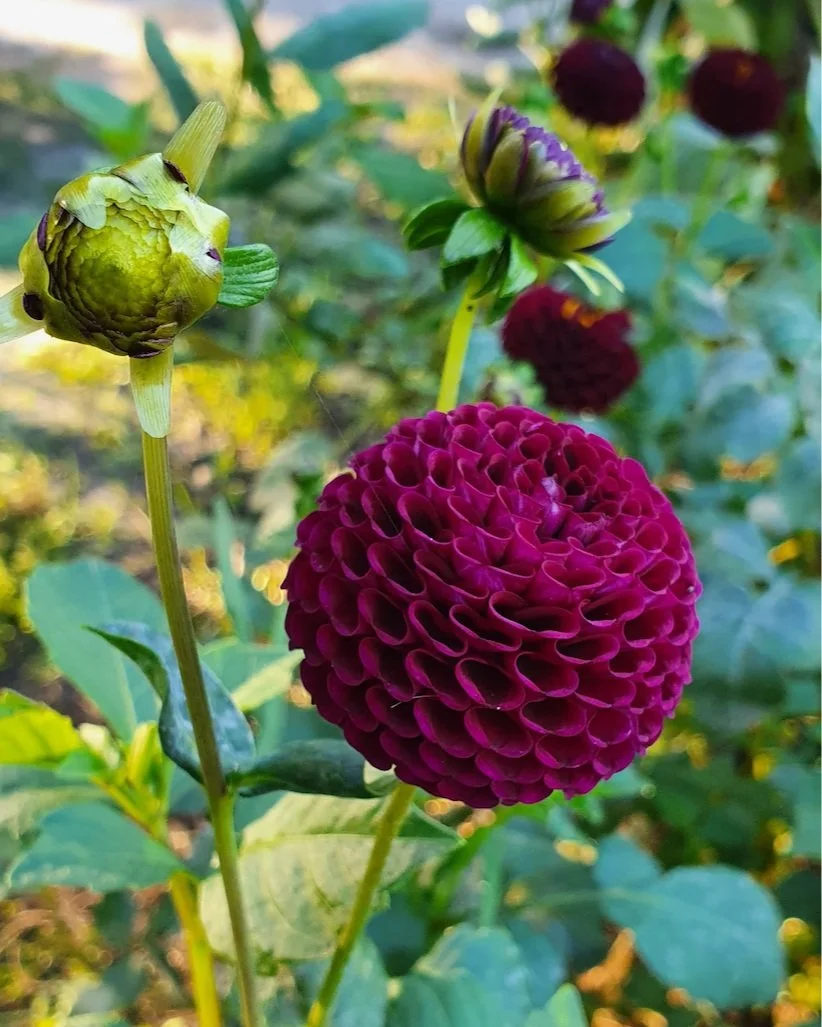 Screenshot 2023-04-06 at 2.42.26 PM.jpg