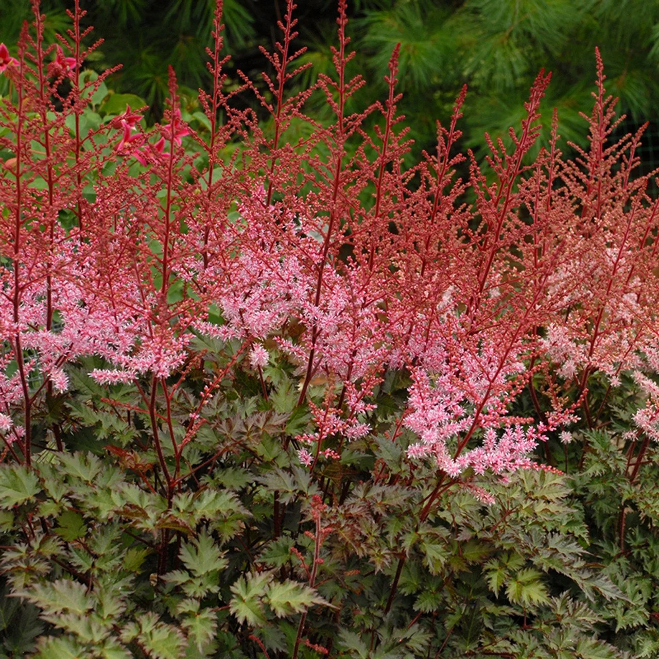 Delft_Lace_Astilbe_Flowers_and_foliage__56374.jpg