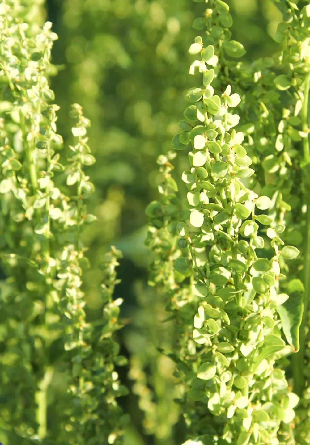 Screenshot 2023-04-06 at 10.09.54 PM.jpg