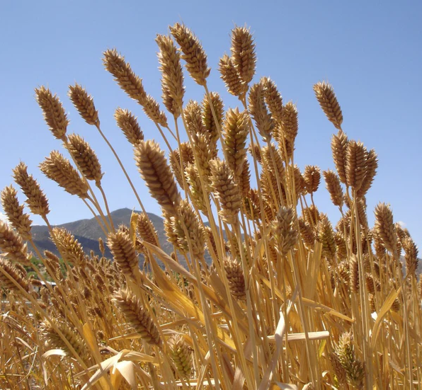 wheat.png