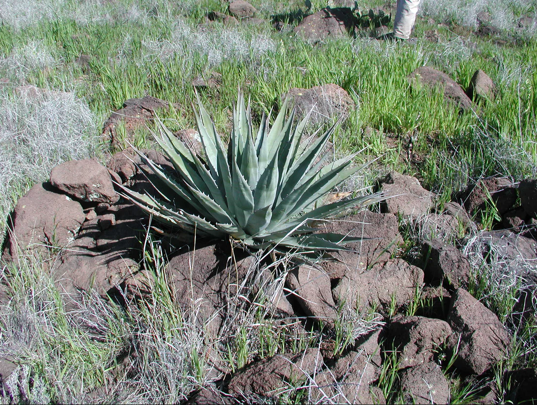agave.png