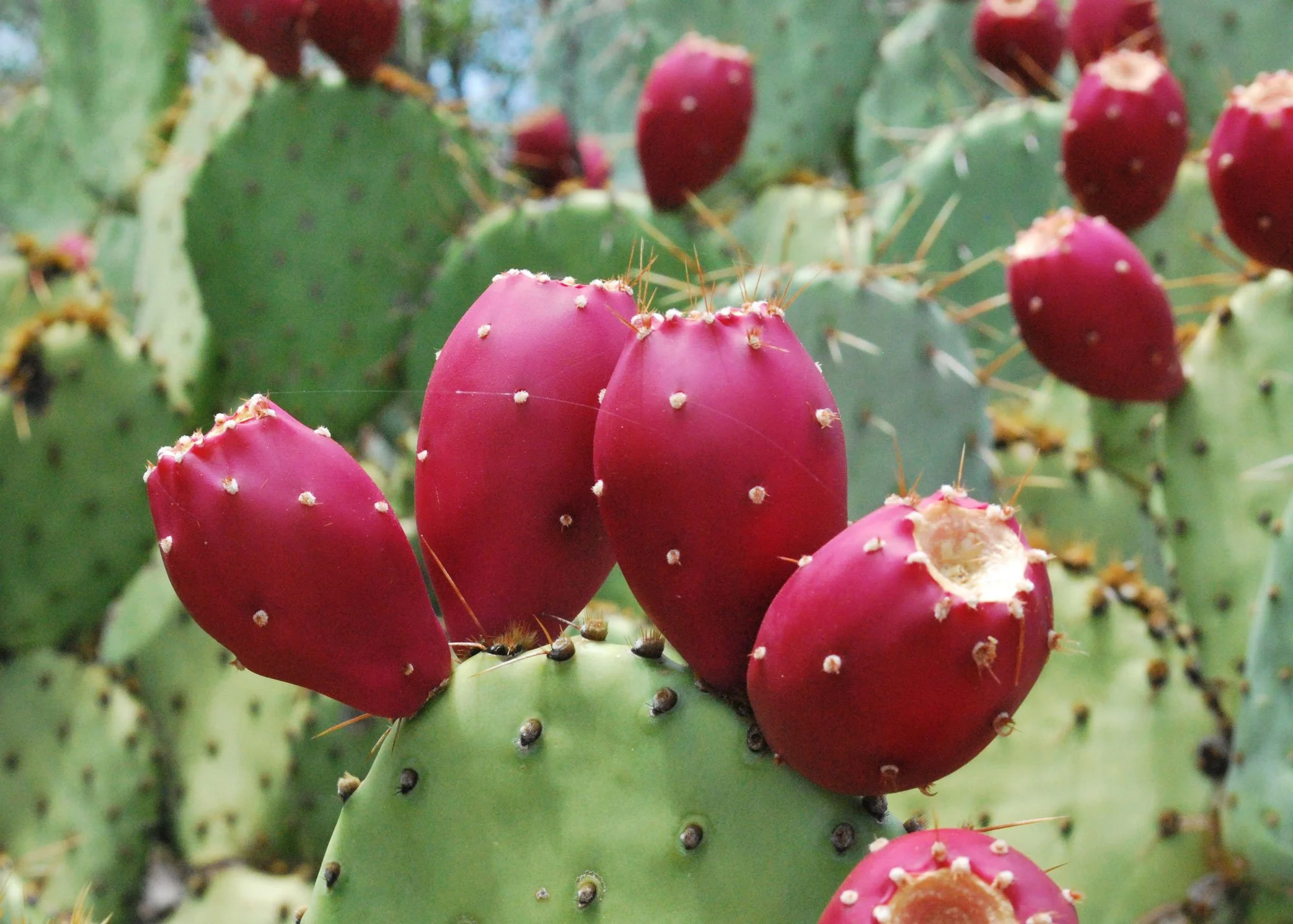 prickly pear.jpg