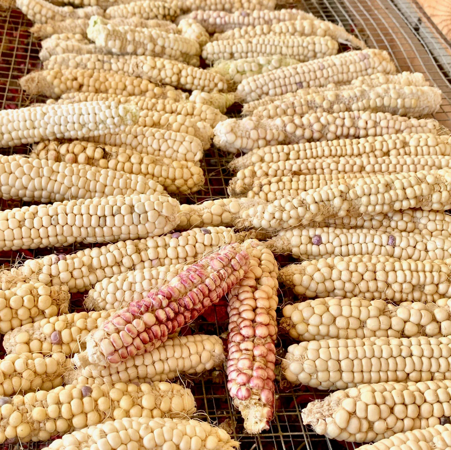 corn.png