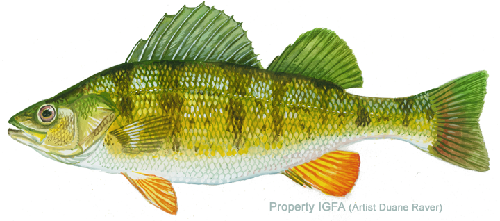 Yellow Perch 