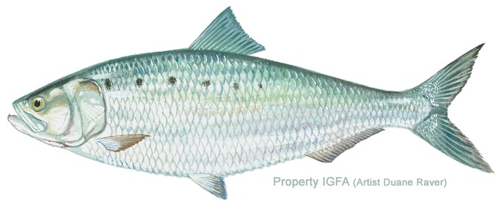 American Shad 