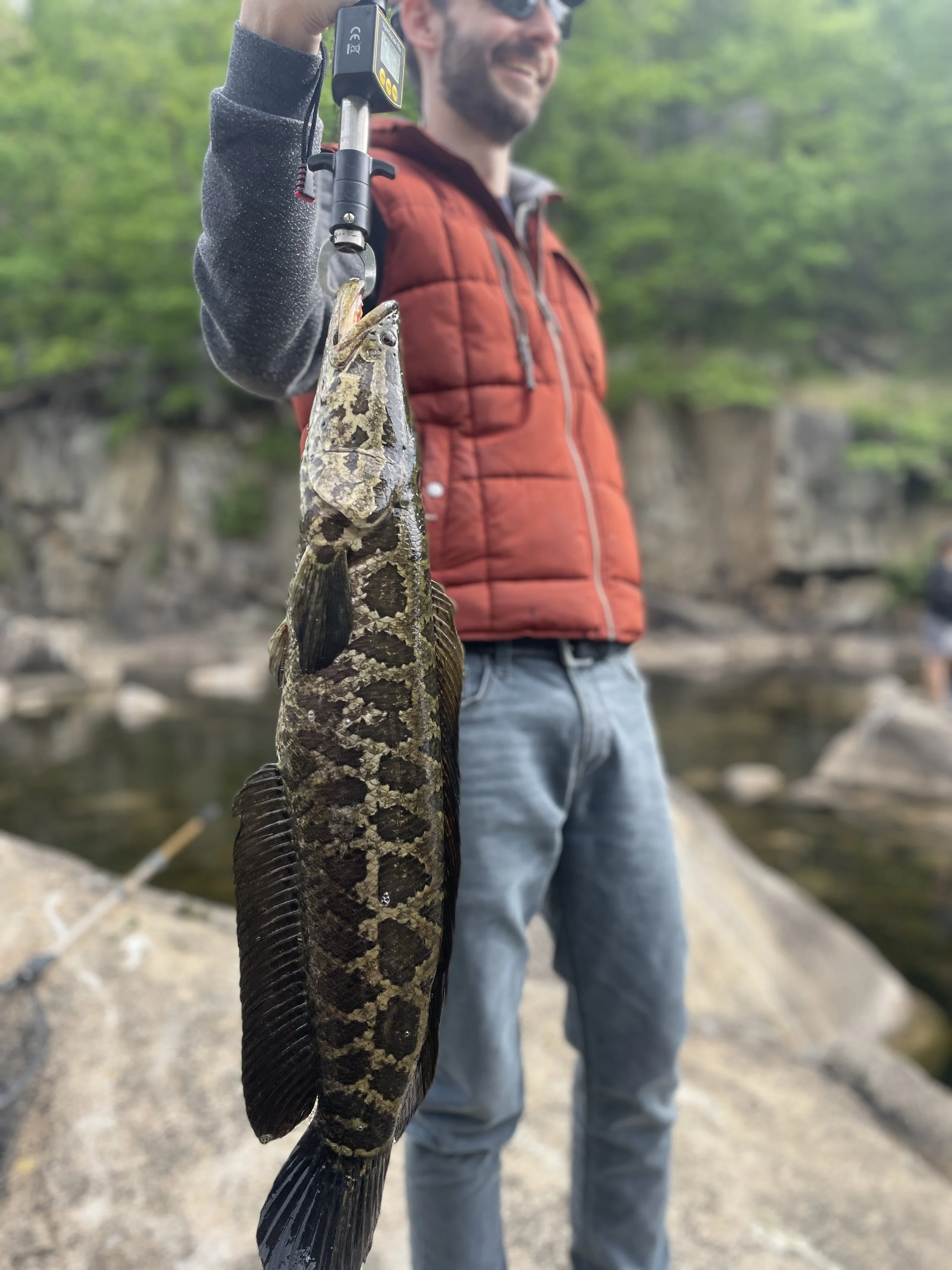 Man holding a large fish he caught while fishing near a river, with rocks and green trees in the background.