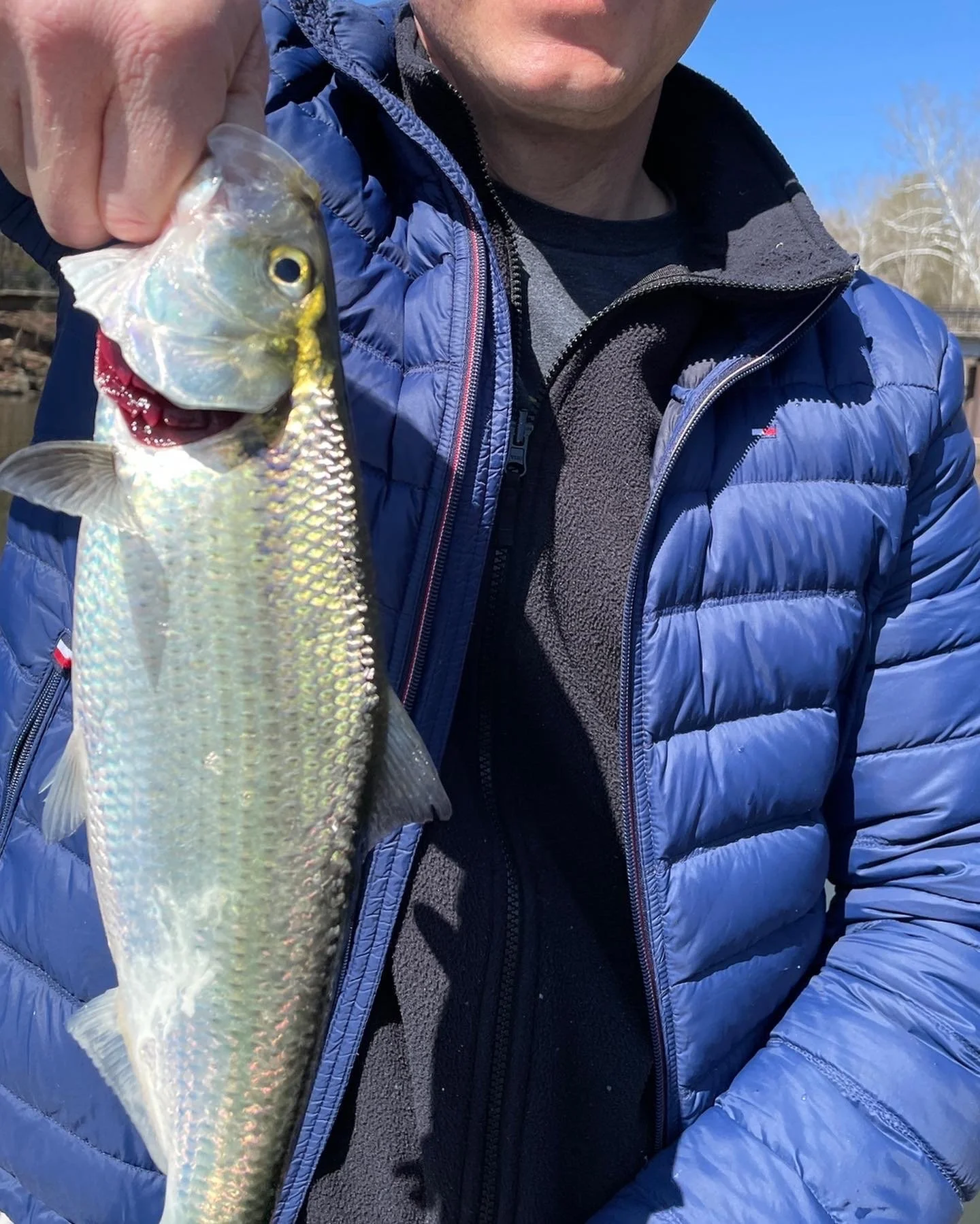 Person holding a fish with blue sky outdoor background