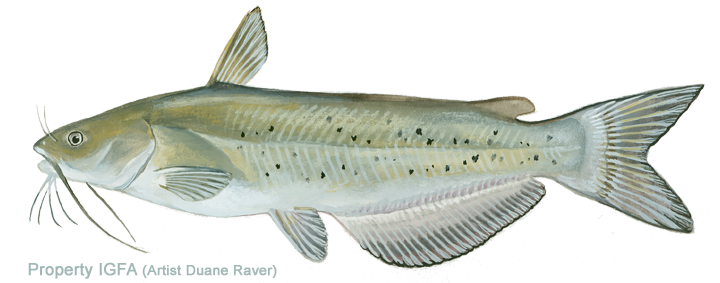 Illustration of a catfish with a elongated body, dorsal fin, and whisker-like barbels around its mouth.