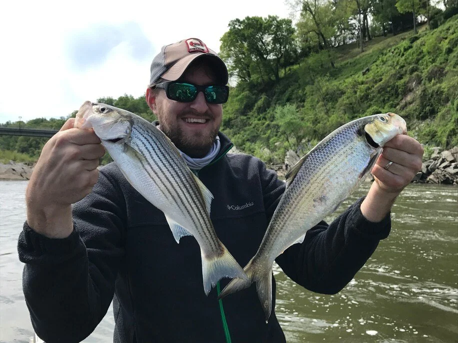 Producer Jason Reif holds a hickory shad and a striped bass caught at the same time on a double fly rig during the shad run in Washington DC on the Potomac River