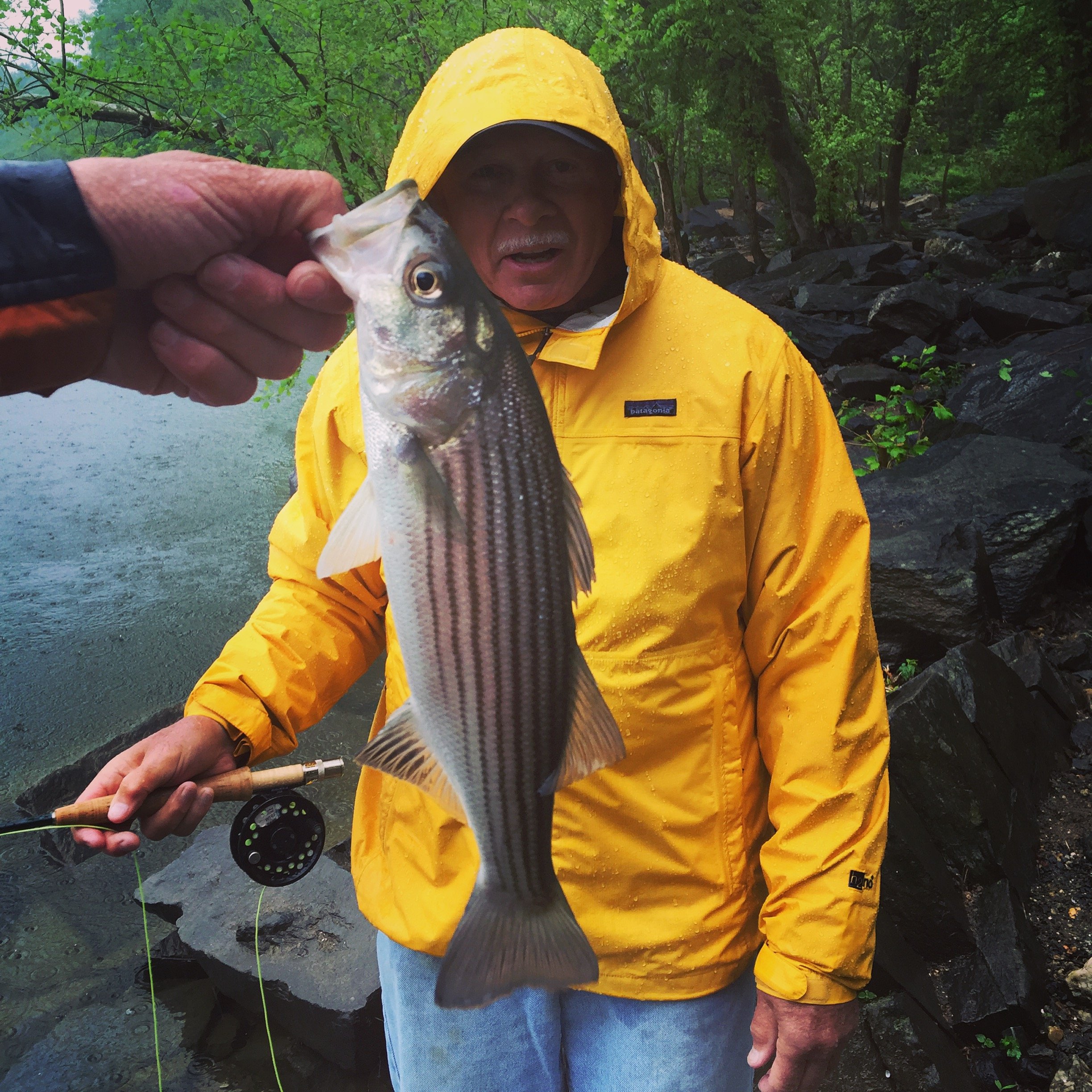 A man in a yellow rain jacket holding a freshly caught fish during a rainy day by a river, with rocky shoreline and green trees in the background.