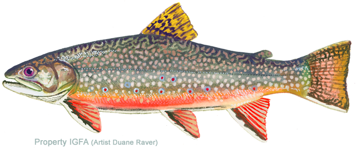 Illustration of a trout fish with colorful spots and fins, showing detailed features and anatomy.