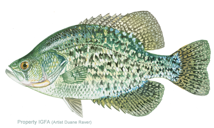 Black Crappie 