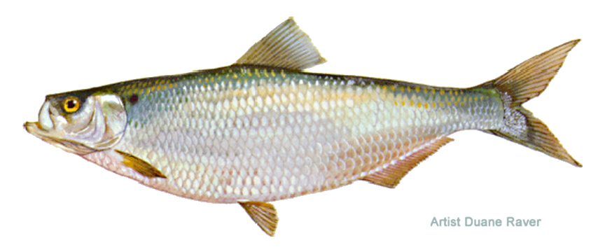  Hickory shad 