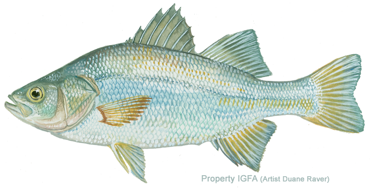 White Perch 