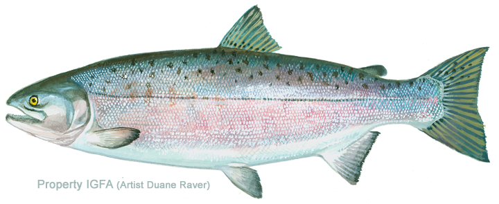 Illustration of a rainbow trout fish.