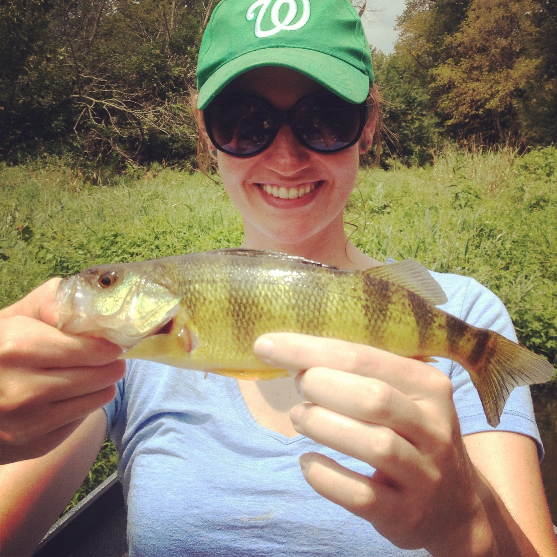 Yellow perch